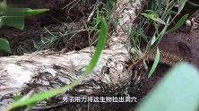 神秘洞穴露着条尾巴，老外作死硬拉！下一秒肠子都悔青了