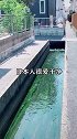据说日本排水沟能养鱼，网友：鱼真的能活吗
