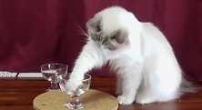 布偶猫嫌使用高脚杯吃东西麻烦，直接用喵喵拳捞出来啃，太可爱了