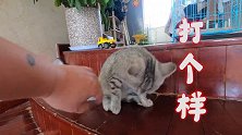 不是文武双全的人，根本就养不了猫——又是斗智斗勇的一天