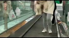 美女上电梯太累，扔下狗狗自己走，下一秒被萌翻了