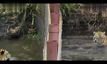 两只老虎隔着网打起水仗来了!贪玩的大猫!