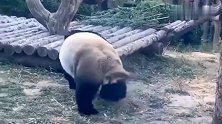 大熊猫撒尿，叉八腿，笑死我了