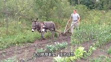 驴也是很有性格的