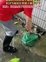 广东佛山：暴雨台风过后地上遍地都是鱼，多到拿箱子都装不下