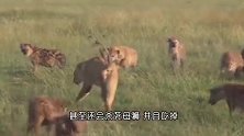 雄狮和同伴横扫鬣狗窝