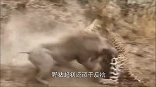 鳄鱼咬住野猪跃出水面，随后用力一甩，镜头记录下过程