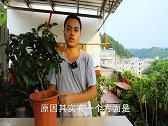 茶花有花苞以后，肥料可以省，但“这种水”不能不浇