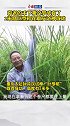 袁老的禾下乘凉梦成真了 2米高巨型稻在重庆试种成功杂交水稻