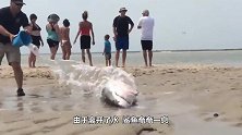这条身长6米的海龙王，不慎被冲上岸，眼神迷离：我是挂了吗