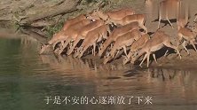 15只角马过河惨遭鳄鱼埋伏，喜欢哪个吃哪个，这回鳄鱼太享受了