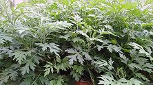 七妹教你艾叶新吃法，只要3个鸡蛋，做法简单，清香爽口，好吃