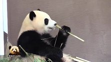熊猫宝宝彩浜进餐时的乖巧模样，真是可爱得不要不要的