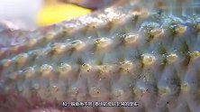 世界上最“硬”的鱼，身体外层自带防弹衣，大厨做刺身连坏几把刀