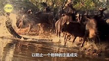 熊猫存在800万年，却从没听过天敌出现？网友：原来如此
