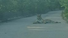 真的有拦路虎！的哥路遇野生东北虎拍下2分钟公路散步视频