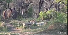 两头狮子正休息，遇到一头大犀牛带小犀，大犀牛主动攻击赶跑狮子