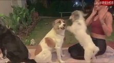 大狗想跟女主人击掌，小狗却吃醋了，就是要阻止你们！