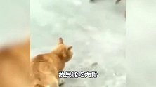 搞笑配音：熊猫：什么东西咻的一下过去了，有刺客，快来护驾
