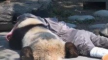 杨奶爸跟熊猫勾肩搭背的趴在地上玩耍，一人一熊真是让人嫉妒！
