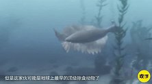 地球上最早的顶级掠食动物，可以咬穿贝类的外壳，以三叶虫为食