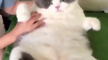 50斤的巨猫，平时一动都不想动，估计四条腿都得生锈！