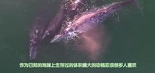 为什么从没在海洋馆看到蓝鲸了解下它的习性，首富恐怕都养不起