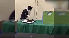 小猫好奇的看着乌龟，用爪子轻轻拍打着，真是好玩！