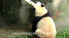 水深不过半米，大熊猫却以为自己要淹死了，镜头记录搞笑画面
