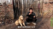 小虎和金毛树地下夹子，谁知起时莫名被小吉揍了一顿，这是为何？