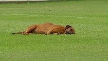 睡的真香！巴拉圭足球联赛狗子在场内睡觉 比赛推迟开球