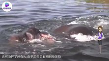 4吨大象落水，围观人群却戳着玩看完才知道误会了