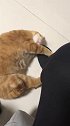 猫：快陪我玩儿，快哄哄我！