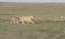 坦桑尼亚一头母狮疑似带领落单的角马宝宝回角马群
