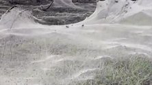 国外农村洪水过后的惊艳场景，蜘蛛编织出来的网，看像是一幅画！