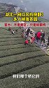 湖北网红桥侧翻，多人掉落茶园？官方回应了