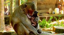 刚出生的小猴子，一举一动都这么可爱，比人类小孩还要黏妈妈！