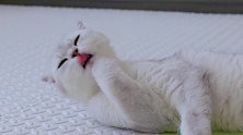 真销魂啊！小奶猫这搔首弄姿的模样，你心动了吗？