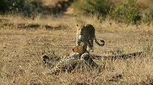 两雄豹打架抱成团，母豹过来一招解决！