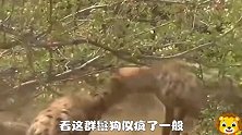 鬣狗有多凶狠，咬死花豹，咬废雄狮，更狠的把同伴咬残废，咬死