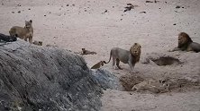2头帅气聪明雄狮在旱季时节，带着狮群在河床上挖坑喝水
