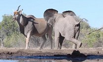 博茨瓦纳两只小象试图赶走羚羊 冲到跟前又泄气返回