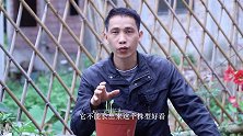 “它”不仅株型好看，花美丽，而且根还能拿来煲汤，你家种有吗？