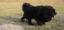 狼和藏獒相比，到底谁更厉害，今天总算知道啦