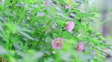 养棵小木槿开花特别少，教你两招变成大花球！