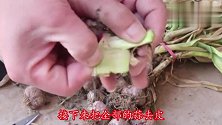 腌蒜的季节快到了，教你一招，学会这样做，吃半年也不会坏！