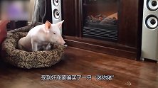 5个最奇葩的宠物 脑洞大开 什么宠物都敢养