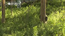 大熊猫园园：又蹦又跳不得闲 一举一动皆萌点