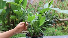 白掌变绿掌！这里剪一刀，再补一勺它，快速恢复开花多