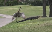 美国一只沙丘鹤在高尔夫球场张开翅膀赶走鳄鱼